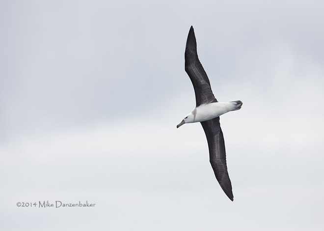 Black-browed Albatross (Thalassarche melanophris) photo
