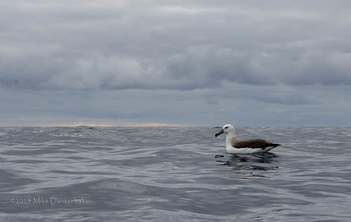 Black-browed Albatross (Thalassarche melanophris) photo