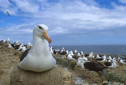 Black-browed Albatross (Thalassarche melanophris) photo image