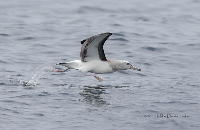 Buller's Albatross (Thalassarche bulleri) photo