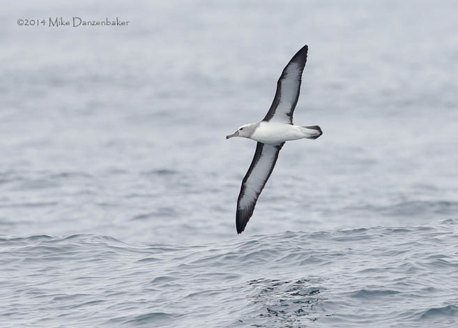Buller's Albatross (Thalassarche bulleri) photo