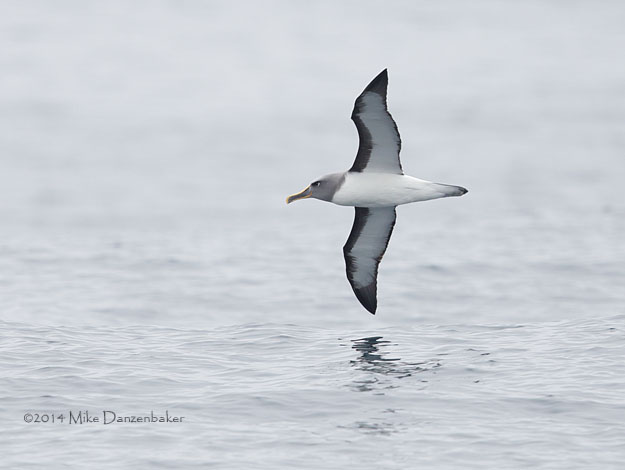 Buller's Albatross (Thalassarche bulleri) photo