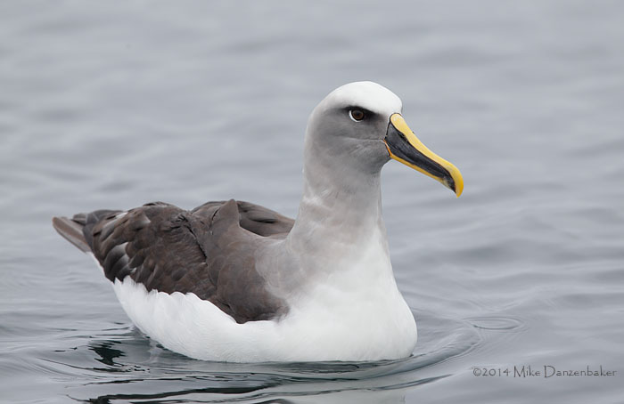 Buller's Albatross (Thalassarche bulleri) photo