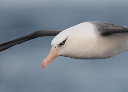 Campbell Island (Black-browed) Albatross (Thalassarche melanophris impavida) photo
