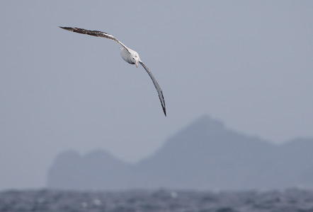 Gibson's [Wandering] Albatross (Diomedea (exulans) gibsoni) photo