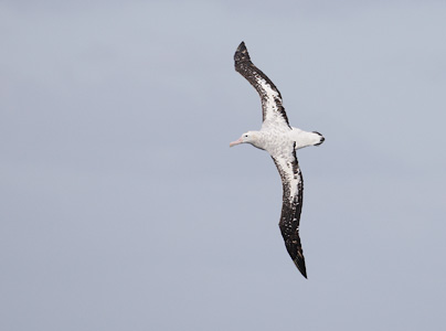 Gibson's [Wandering] Albatross (Diomedea (exulans) gibsoni) photo