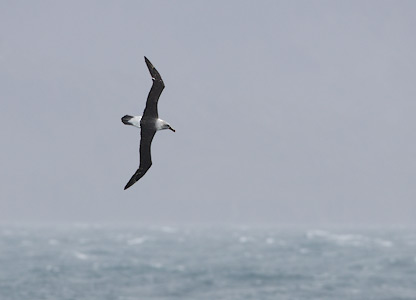 Gray-headed Albatross (Thalassarche chrysostoma) photo