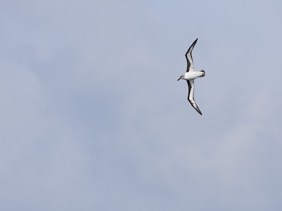 Gray-headed Albatross (Thalassarche chrysostoma) photo