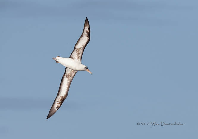Laysan Albatross (Phoebastria immutabilis) photo