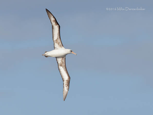Laysan Albatross (Phoebastria immutabilis) photo