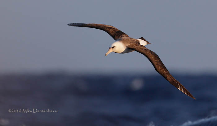 Laysan Albatross (Phoebastria immutabilis) photo