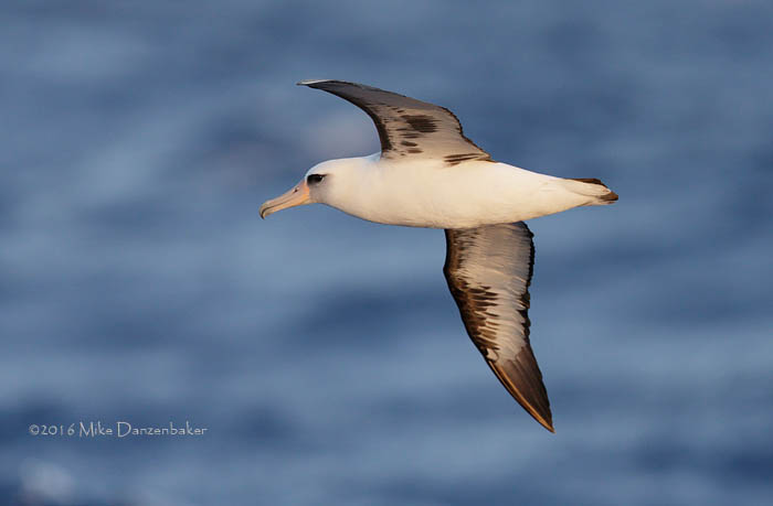 Laysan Albatross (Phoebastria immutabilis) photo