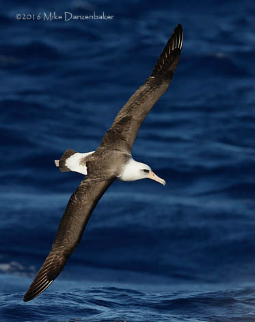 Laysan Albatross (Phoebastria immutabilis) photo