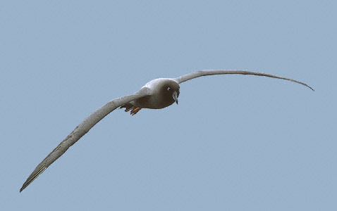 Light-mantled Albatross (Phoebetria palpebrata) photo