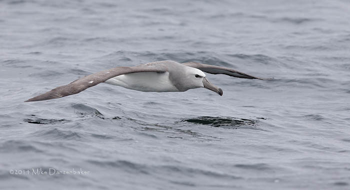 Salvin's Albatross (Thalassarche salvini) photo