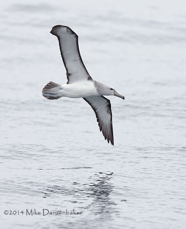 Salvin's Albatross (Thalassarche salvini) photo