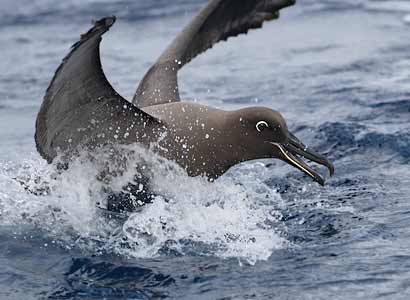Sooty Albatross (Phoebetria fusca) photo