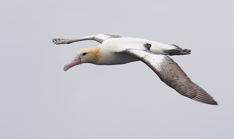 Short-tailed (Steller's) Albatross (Phoebastria albatrus) photo