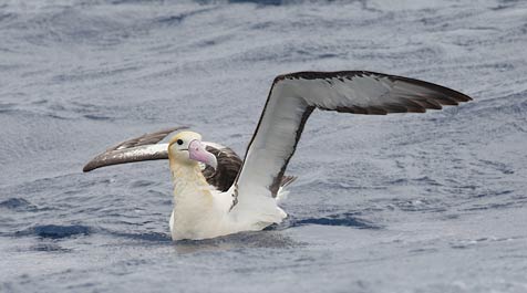 Short-tailed (Steller's) Albatross (Phoebastria albatrus) photo