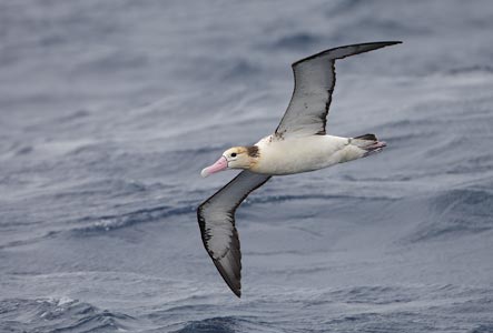 Short-tailed (Steller's) Albatross (Phoebastria albatrus) photo