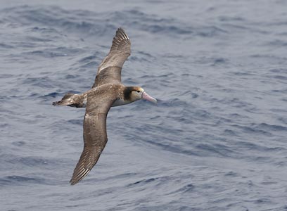 Short-tailed (Steller's) Albatross (Phoebastria albatrus) photo