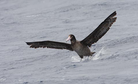 Short-tailed (Steller's) Albatross (Phoebastria albatrus) photo