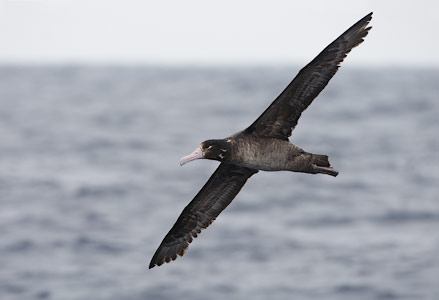 Short-tailed (Steller's) Albatross (Phoebastria albatrus) photo