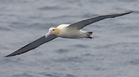Short-tailed (Steller's) Albatross (Phoebastria albatrus) photo
