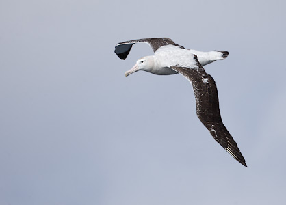 (Tristan) Wandering Albatross (Diomedea (exulans) dabbenena) photo