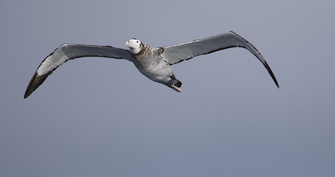 (Tristan) Wandering Albatross (Diomedea (exulans) dabbenena) photo