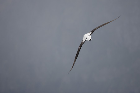 (Tristan) Wandering Albatross (Diomedea (exulans) dabbenena) photo