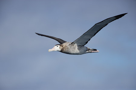 (Tristan) Wandering Albatross (Diomedea (exulans) dabbenena) photo