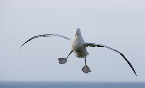 Wandering Albatross (Diomedea exulans) photo