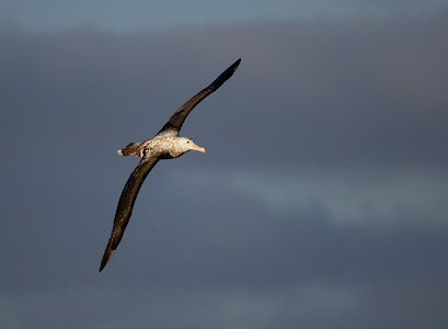 Wandering Albatross (Diomedea exulans) photo