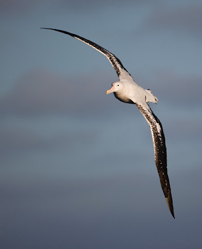 Wandering Albatross (Diomedea exulans) photo