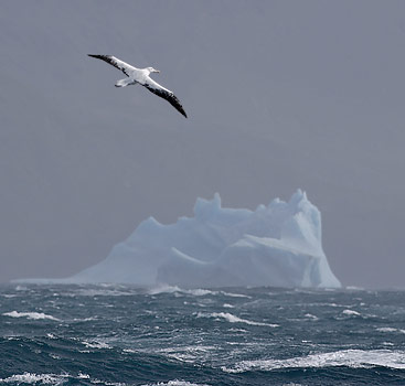Wandering Albatross (Diomedea exulans) photo