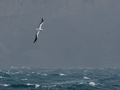 Wandering Albatross (Diomedea exulans) photo