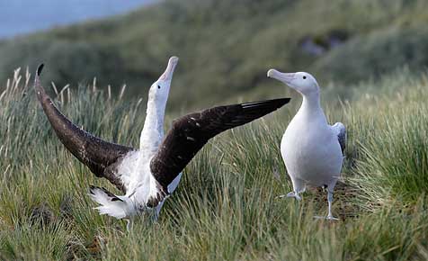 Wandering Albatross (Diomedea exulans) photo