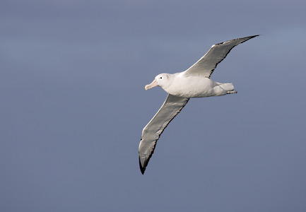 Wandering Albatross (Diomedea exulans) photo