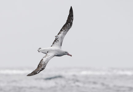 Wandering Albatross (Diomedea exulans) photo