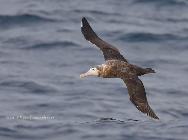 Wandering Albatross (Diomedea exulans) photo