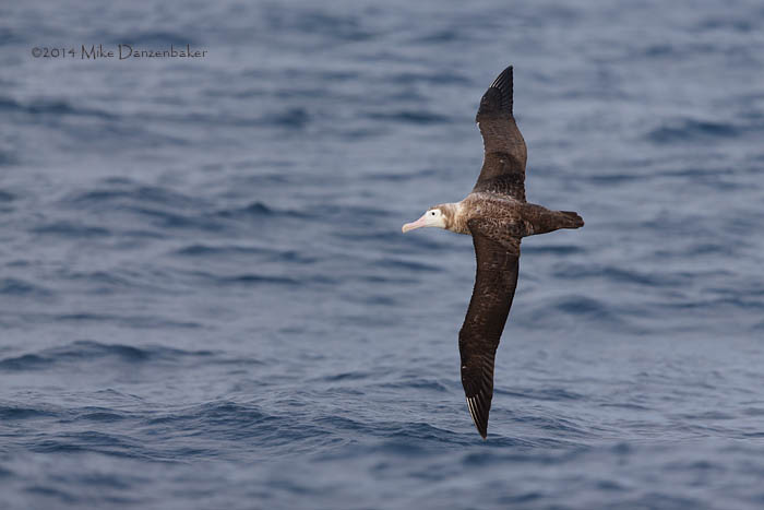 Wandering Albatross (Diomedea exulans) photo