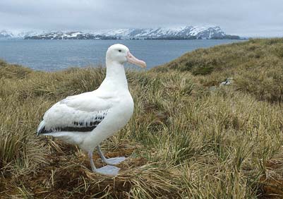 Wandering Albatross (Diomedea exulans) photo image
