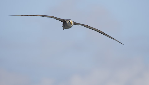 Waved Albatross (Diomedea irrorata) photo