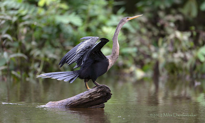 Anhinga (Anhinga anhinga) photo