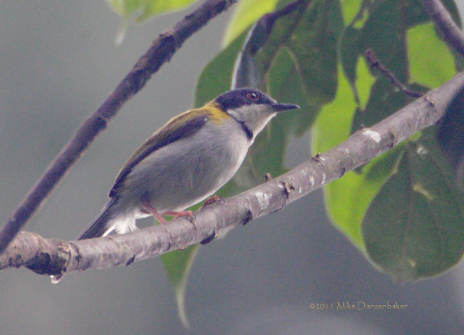 Black-capped Apalis (Apalis nigriceps) photo