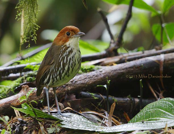 Chestnut-crowned Antpitta (Grallaria ruficapilla) photo