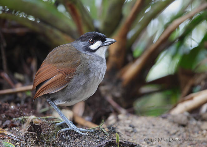 Jocotoco Antpitta (Grallaria ridgelyi) photo