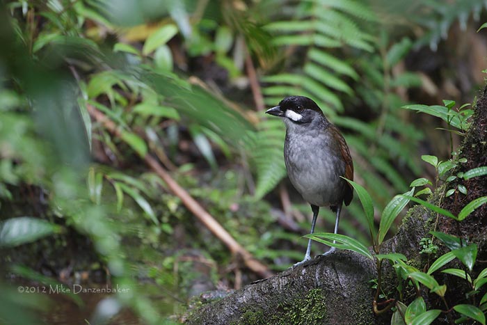 Jocotoco Antpitta (Grallaria ridgelyi) photo