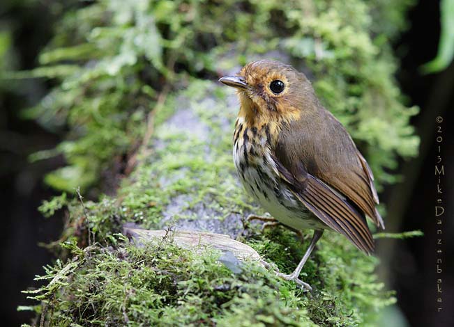Ochre-breasted Antpitta (Grallaricula flavirostris) photo